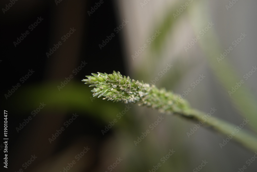 Macro Shot of Grass Inflorescence in Nature Macro Shot of Grass Inflorescence in Nature