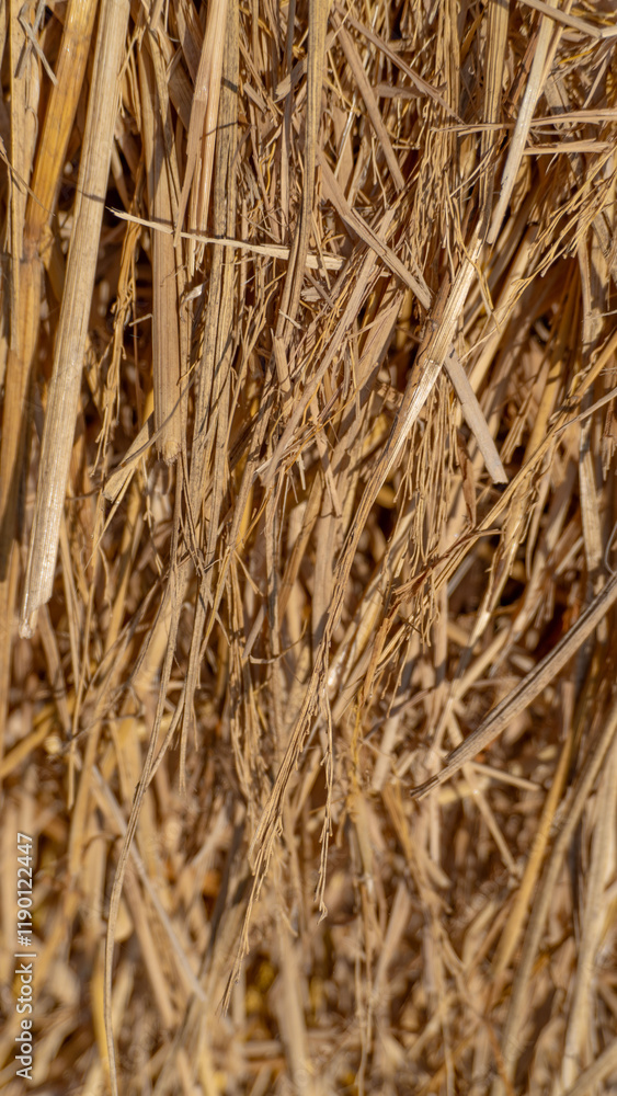 Close-Up of Harvested Dry Straw with Natural Golden Hues Close-Up of Harvested Dry Straw with Natural Golden Hues