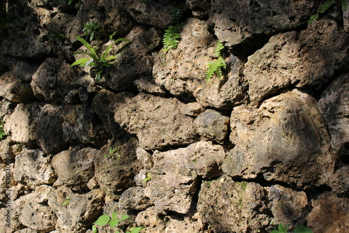 Preserved traditional Ryukyu limestone walls photo