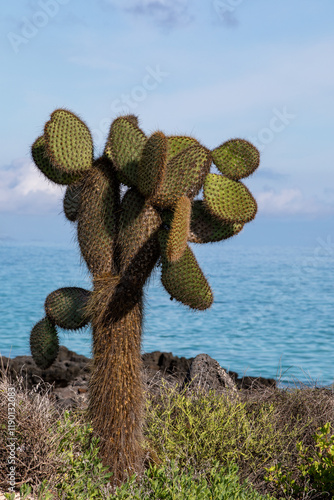 Prickly pear cactus trees (Opuntia galapageia)  Galapagos National Park, Ecuador.	 photo