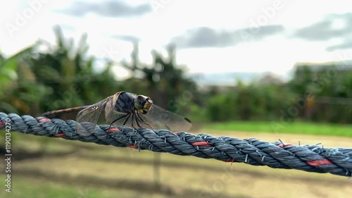 A close-up of a dragonfly perched on a taut rope in a lush plantation setting. The insect's delicate wings glisten in natural light, with blurred greenery forming the backdrop.