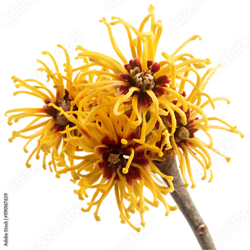 witch hazel flower isolated on transparent background  photo