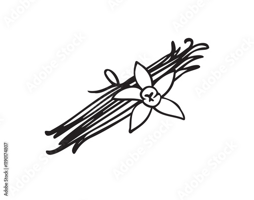 Hand drawn vanilla beans along with a flower icon. Doodle style vanilla spice symbol