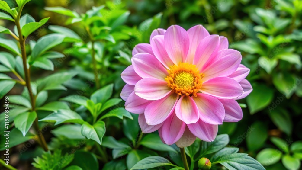 A delicate pink flower with a yellow center surrounded by lush green leaves and twigs in a garden setting , bloom A delicate pink flower with a yellow center surrounded by lush green leaves and twigs in a garden setting , bloom