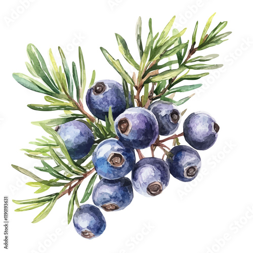 A watercolor vector of a juniper berry, isolated on a white background. Juniper berry vector.
