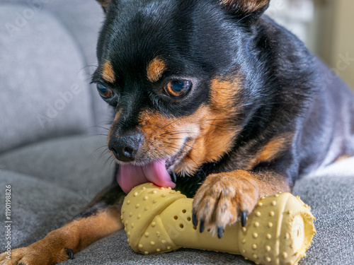 犬のアップ photo