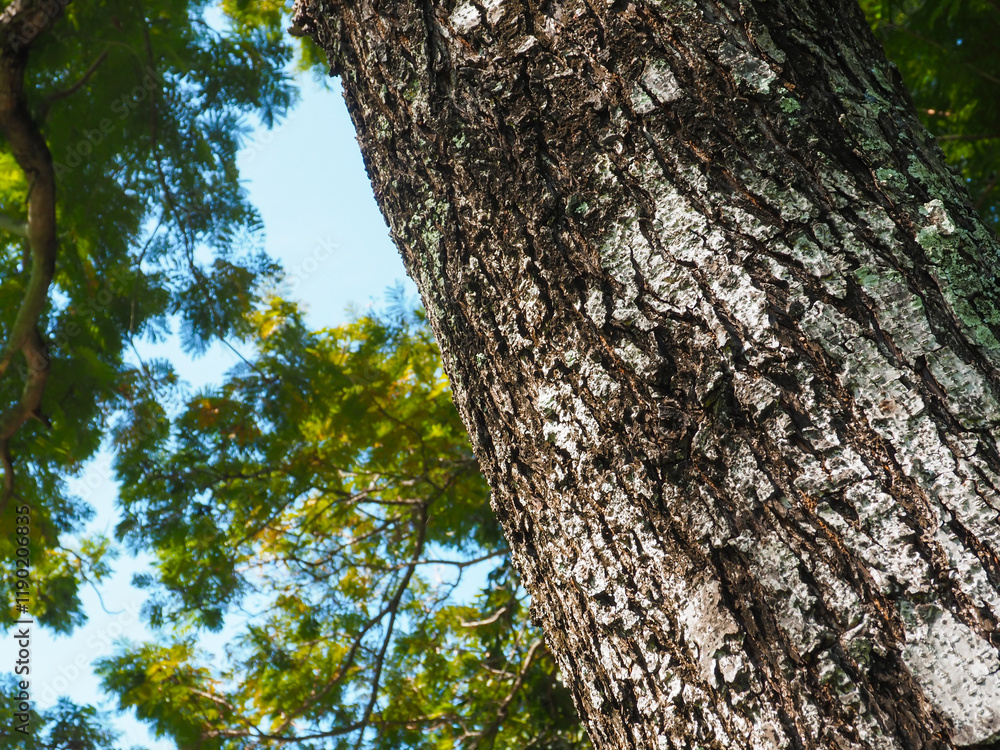 Big tree texture in park for nature and environmental background. Big tree texture in park for nature and environmental background.