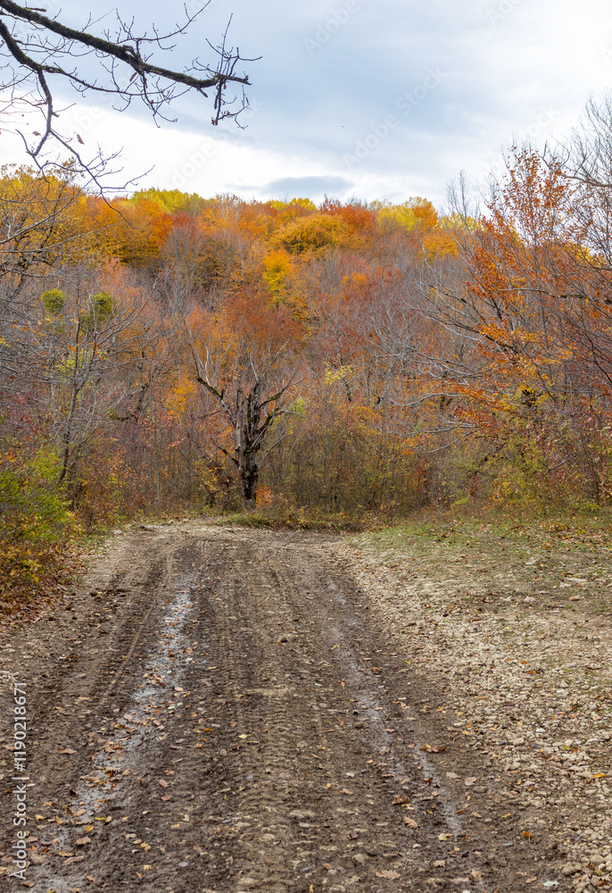 Fototapeta premium yellowing forest, the beginning of the autumn period in nature, views of the area, walking along a dirt road