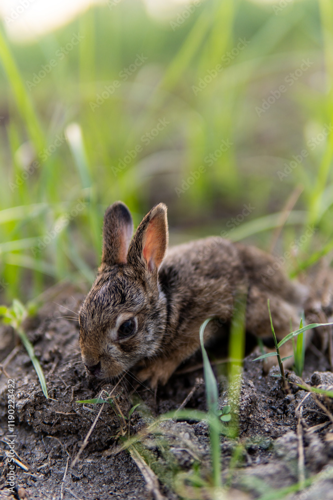 Fototapeta premium rabbit in the grass