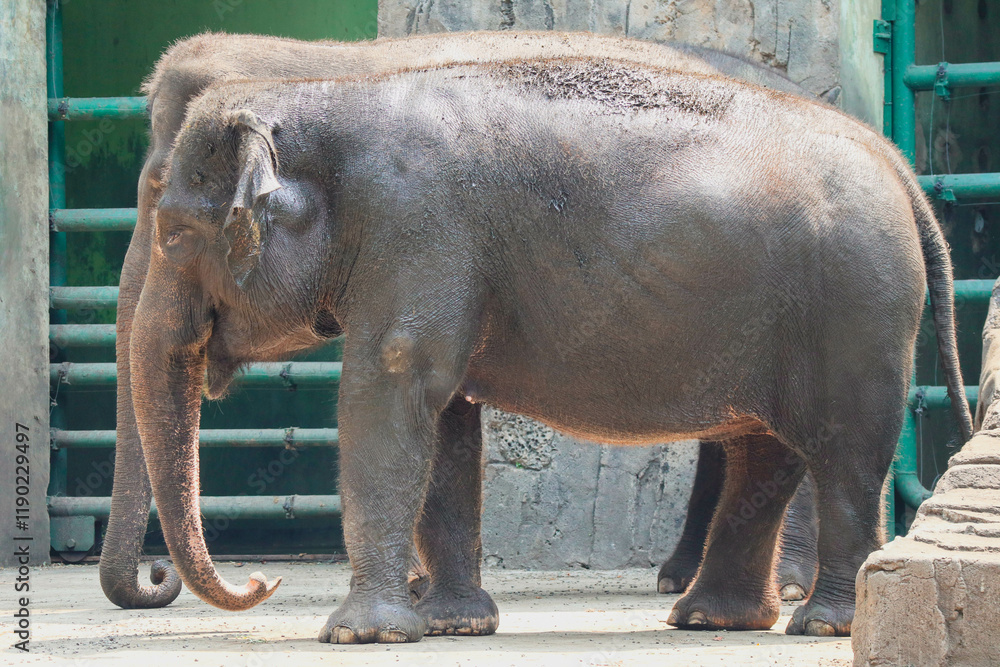 Naklejka premium The giraffes are seen in a zoo enclosure, reaching for and eating leaves from trees.