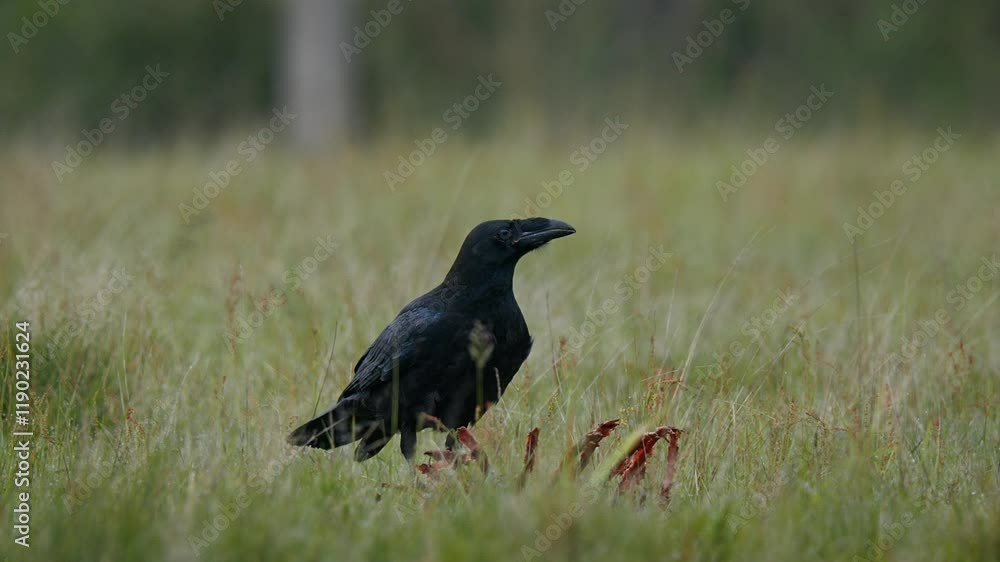 Common raven (Corvus corax) scavenging on a carcass in a meadow among tall grass Common raven (Corvus corax) scavenging on a carcass in a meadow among tall grass