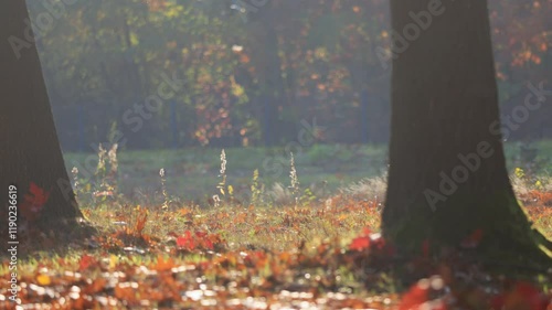 Wallpaper Mural Autumn in a park. Gold, red, orange leafs everywhere. Torontodigital.ca