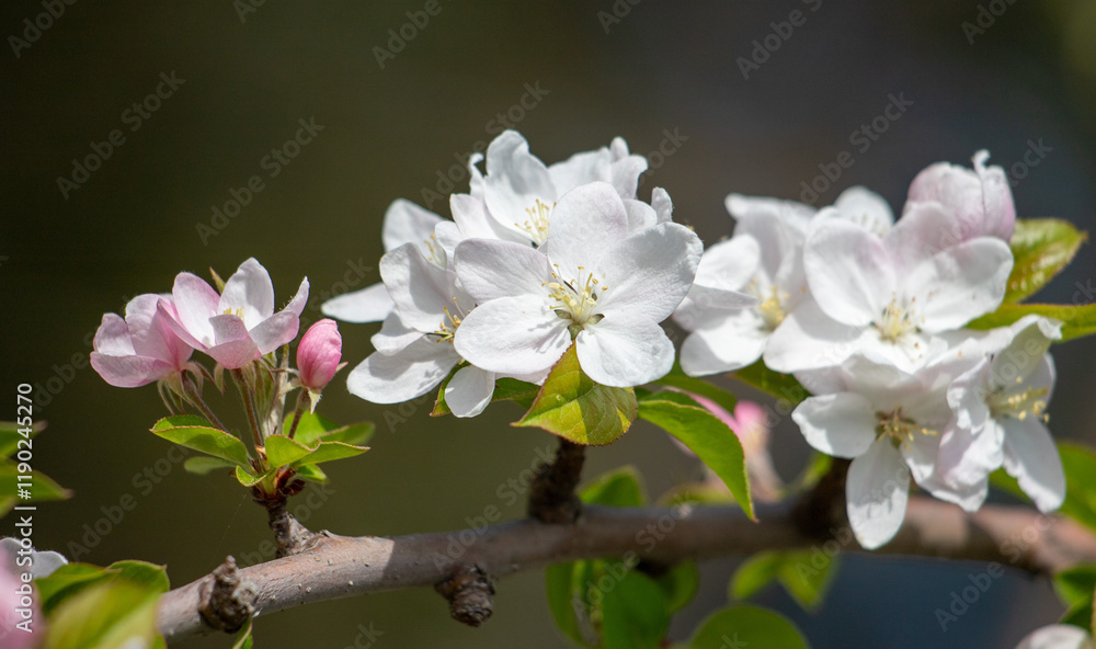 White flowers of fruit plants in nature in spring. White flowers of fruit plants in nature in spring.