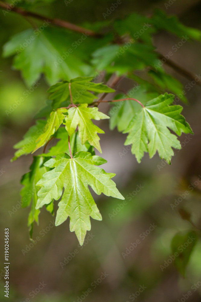 Green tree leaves on a blurred nature background. Green tree leaves on a blurred nature background.