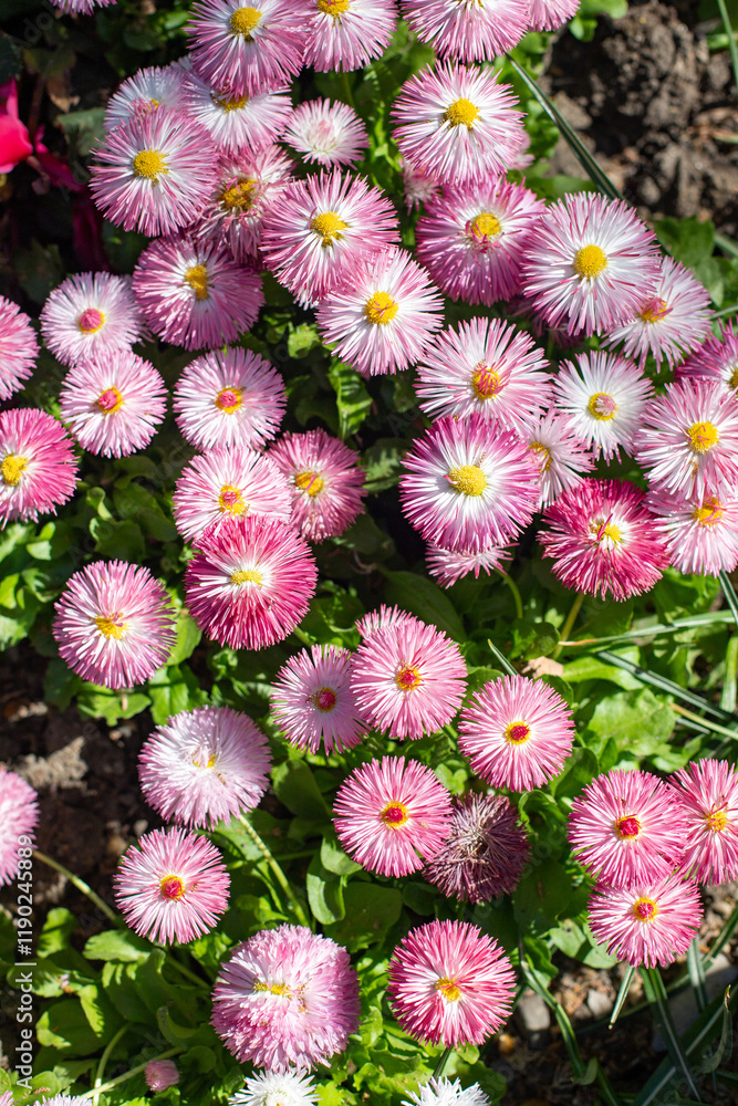 Perennis bellis garden daisy in nature in spring. Perennis bellis garden daisy in nature in spring.