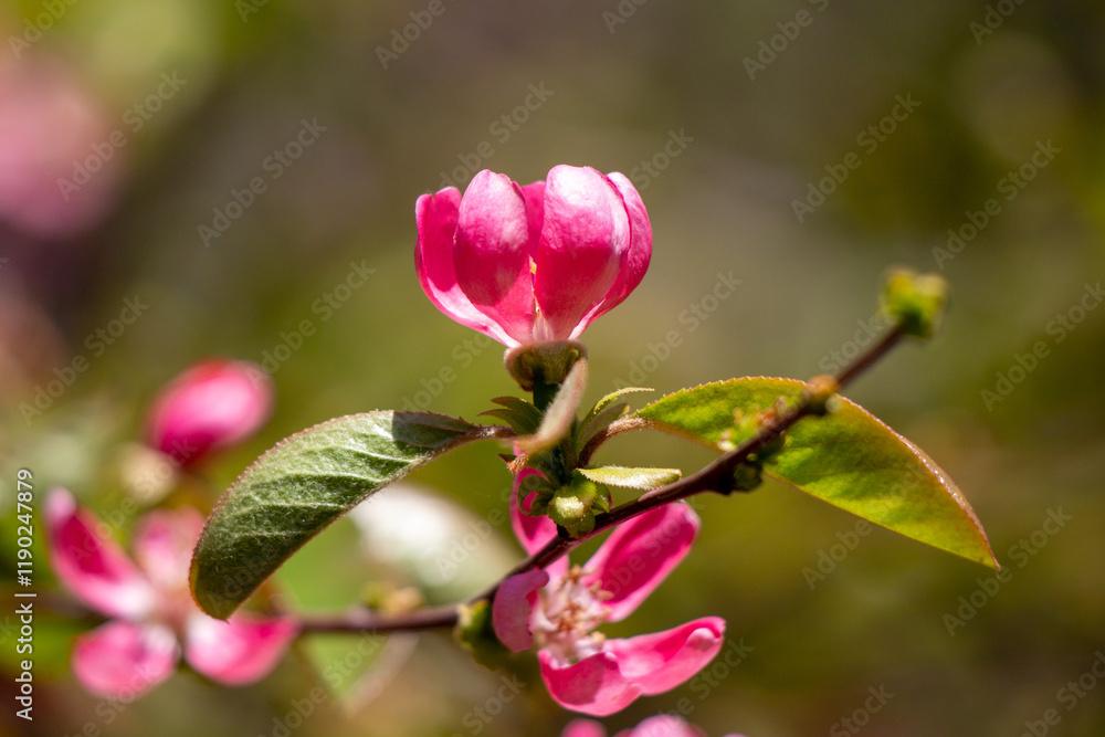 Bright blooming fruit trees in spring nature. Bright blooming fruit trees in spring nature.
