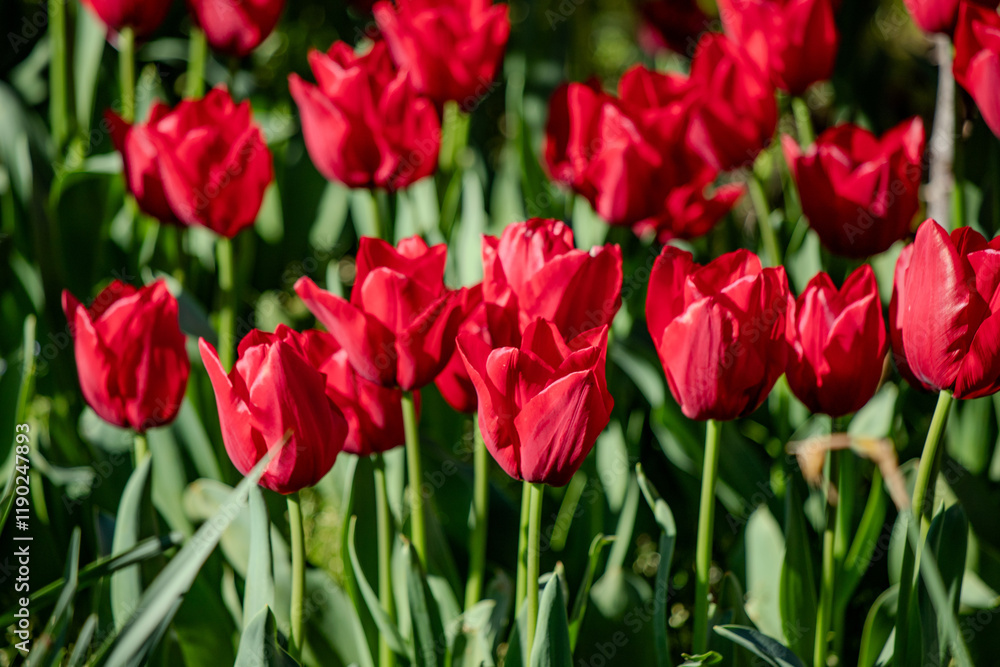 Tulips in the garden in nature in spring. Tulips in the garden in nature in spring.