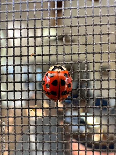 Ladybug lands on screendoor in Texas. photo