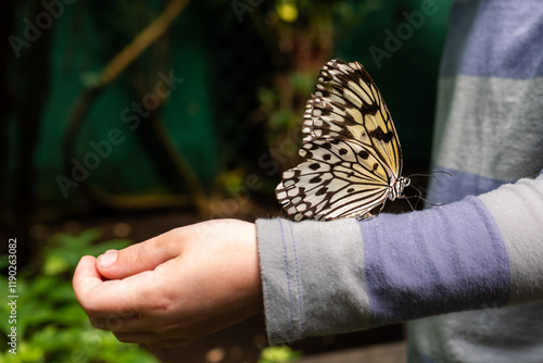 Photography Butterfly resting on a boy's arm in a butterfly conservatory