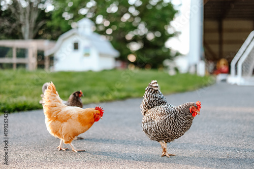 Photography Three Chickens Pecking around in the Backyard