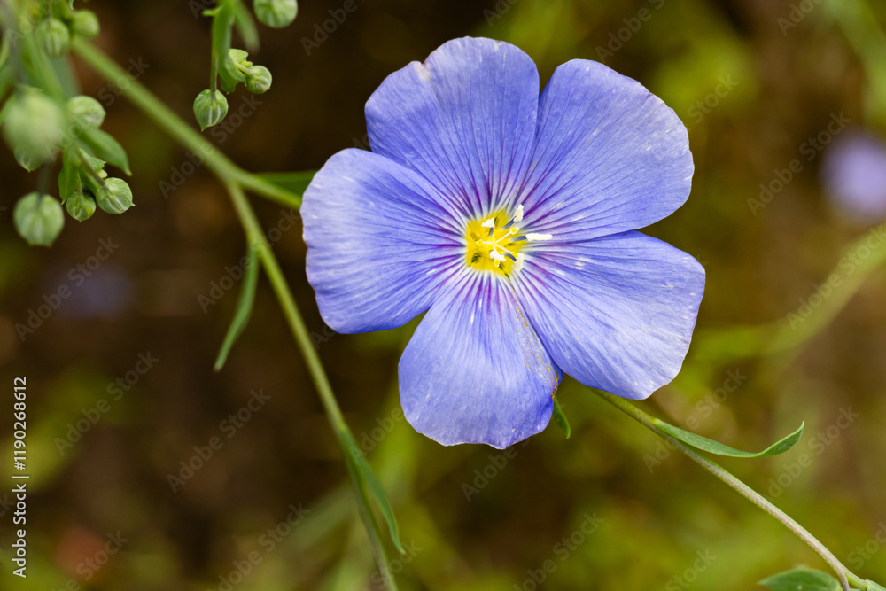 Blue flax flowers in a flower bed, summer, close-up Blue flax flowers in a flower bed, summer, close-up