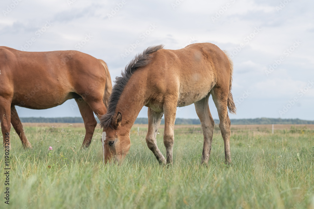 Beautiful thoroughbred horses on a summer pasture. Beautiful thoroughbred horses on a summer pasture.