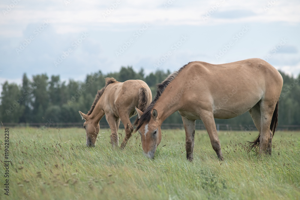 Beautiful thoroughbred horses on a summer pasture. Beautiful thoroughbred horses on a summer pasture.