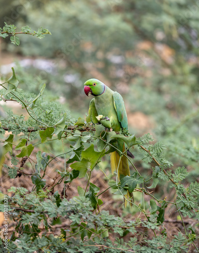 Green Parrot Perched on a Tree Branch in Lush Foliage