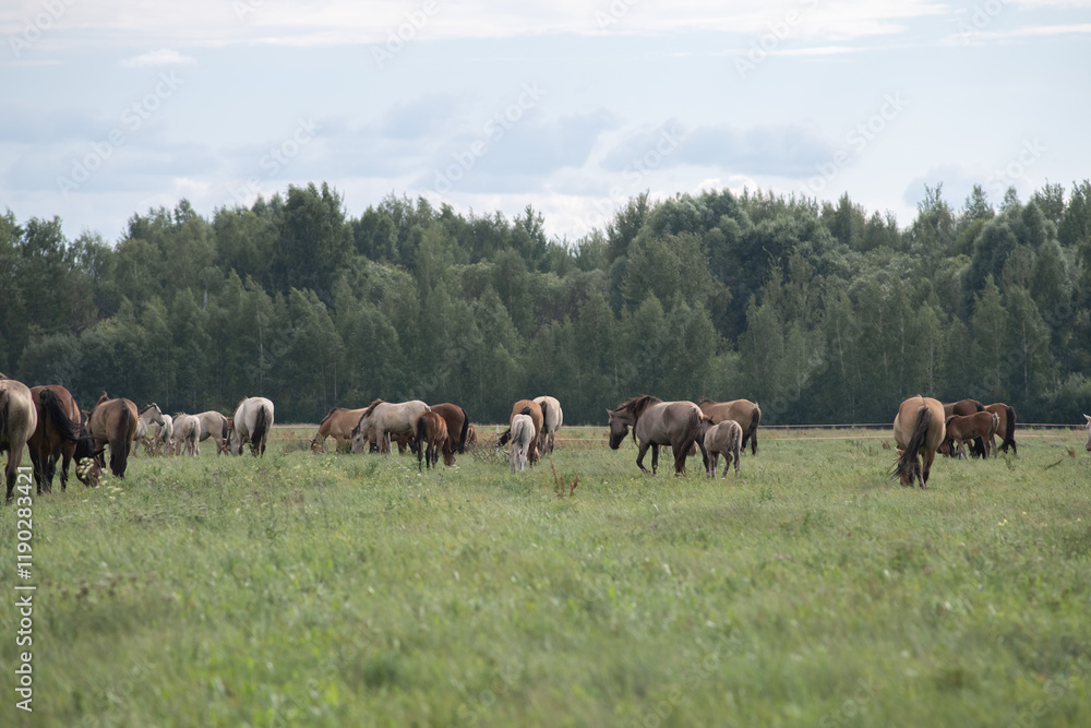 Beautiful thoroughbred horses on a summer pasture. Beautiful thoroughbred horses on a summer pasture.