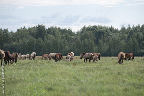 Wallpaper Mural Beautiful thoroughbred horses on a summer pasture. Torontodigital.ca