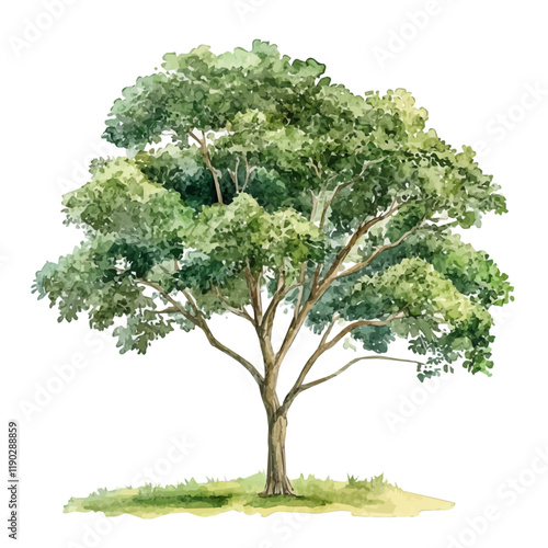 A watercolor clipart of an Indian sandalwood tree, isolated on a white background. Indian sandalwood tree vector.
