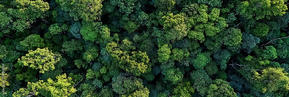 Naklejka premium Breathtaking view of a lush forest tree canopy during sunrise, high-definition quality, showcasing nature's beauty with perfect composition and vibrant lighting, outdoor adventure and tranquility.