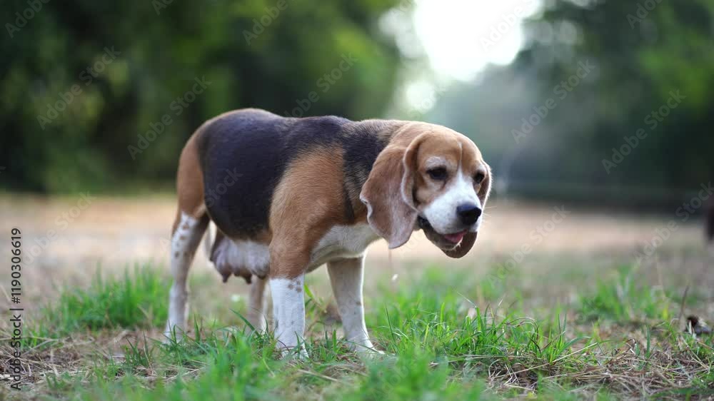 A cute beagle dog standing outdoor on the green grass. A cute beagle dog standing outdoor on the green grass.
