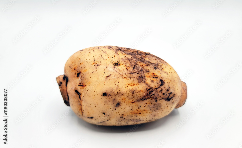 Fototapeta premium lotus root・蓮根・연근・ハス・レンコン・れんこん・ハスの根・傷物・damaged item・defective article・흉터
