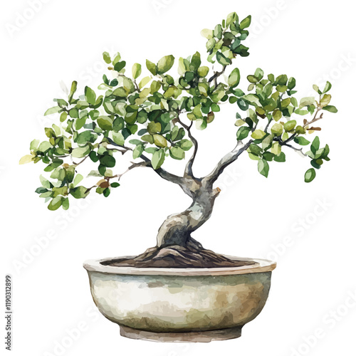 A watercolor of an Indian jujube bonsai, isolated on a white background. Indian jujube bonsai vector.
