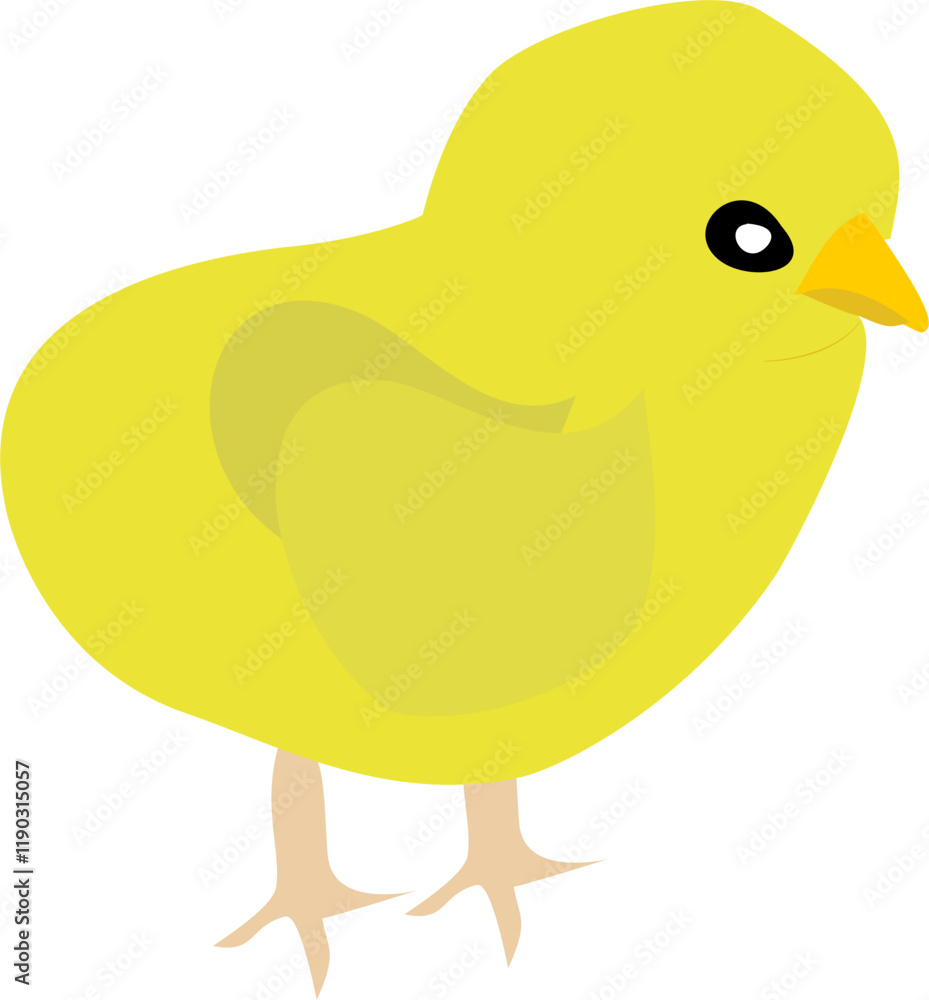 Chicks Chicks