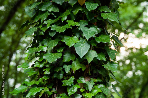 An ivy on a tree in Lake Zirou, Preveza, Greece