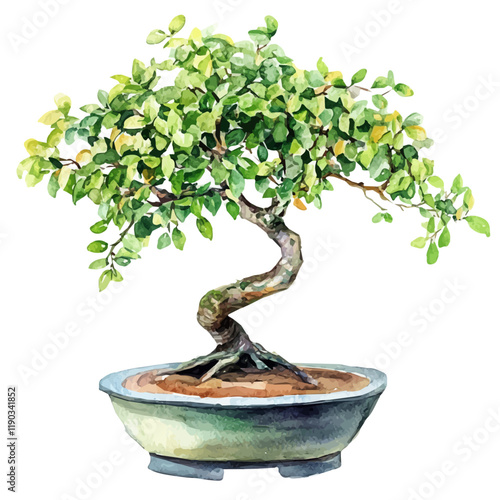 A watercolor painting of an Indian ash bonsai, isolated on a white background. Indian ash bonsai vector.
