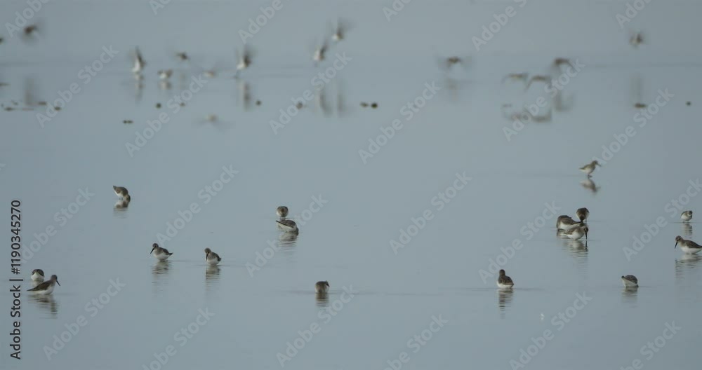 Flock of Dunlins (Calidris alpina), the Camargue in winter, France Flock of Dunlins (Calidris alpina), the Camargue in winter, France