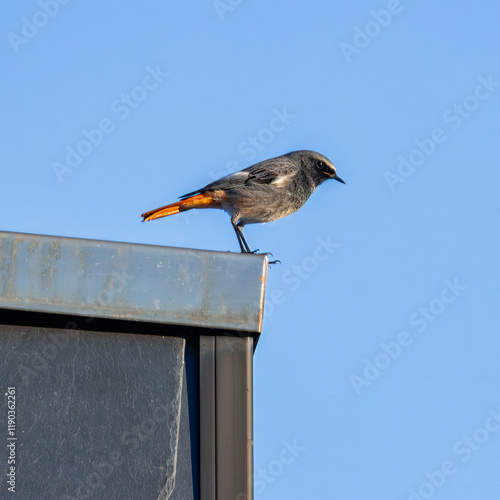 Hausrotschwanz - Vogel des Jahres 2025 photo