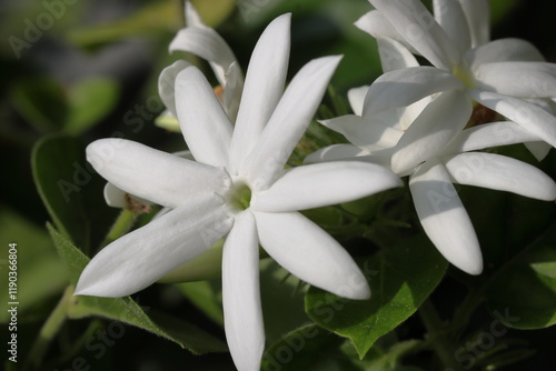 A close-up view of the beauty of the jasmine flowers that are blooming in the morning photo