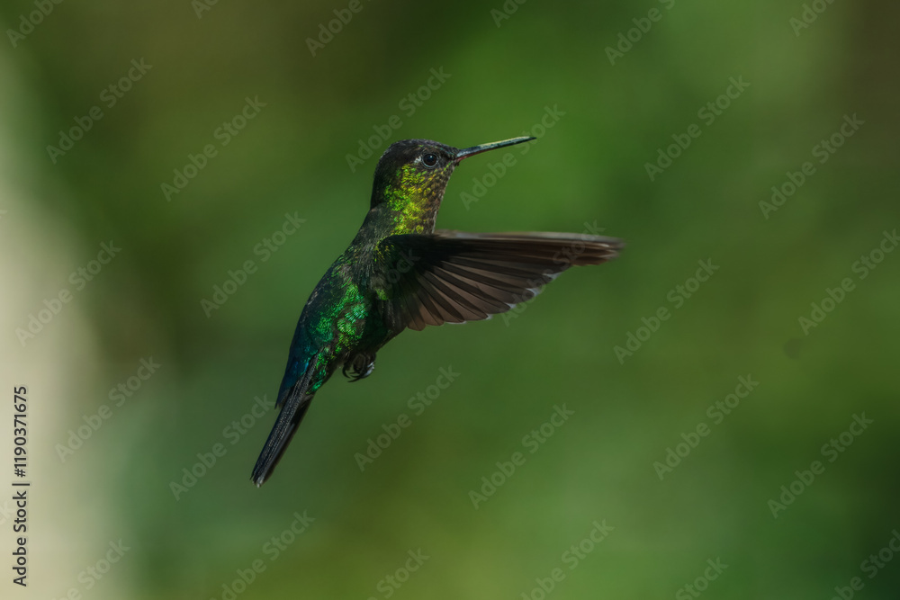 Obraz premium Fiery-throated hummingbird (Panterpe insignis) is a species of hummingbird in the 