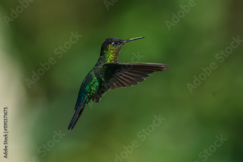 Fiery-throated hummingbird (Panterpe insignis) is a species of hummingbird in the 