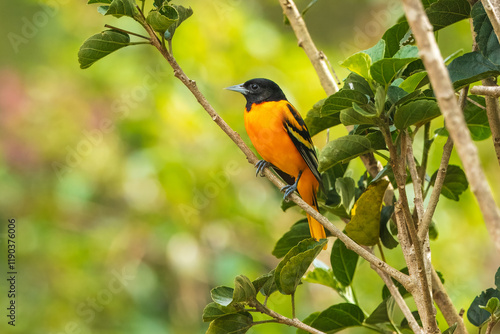 Εκτύπωση καμβά Adult male Baltimore Oriole (Icterus galbula) during spring migration at Costa Rica