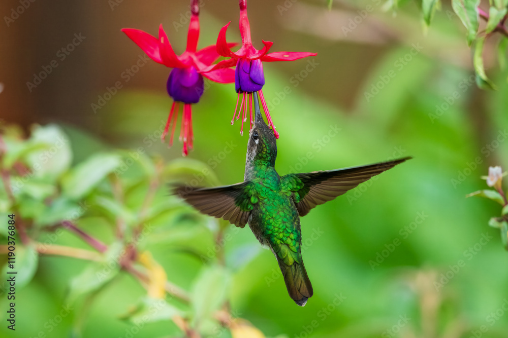 Obraz premium Talamanca hummingbird or admirable hummingbird (Eugenes spectabilis) is a large hummingbird. The admirable hummingbird's range is Costa Rica to Panama