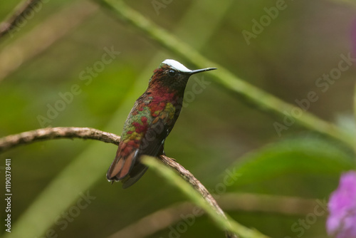 Snowcap, Microchera albocoronata, rare hummingbird from Costa Rica, red-violet bird sitting in beautiful pink flowers, scene from green tropical forest photo