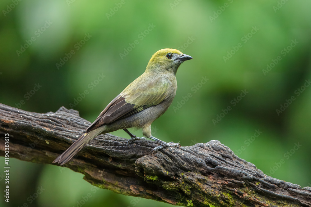 Green bird. A Palm Tanager also know as sanhaço or Coconut Tanager perched on the branch. Species Thraupis palmarum. Birdwatching. Birding. Green bird. A Palm Tanager also know as sanhaço or Coconut Tanager perched on the branch. Species Thraupis palmarum. Birdwatching. Birding.
