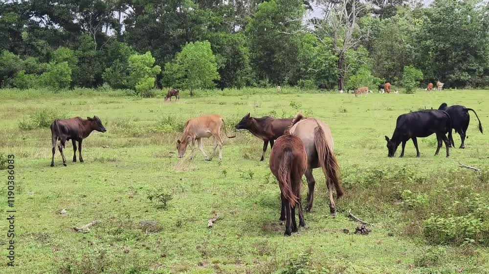 Beautiful horses live together in a stall on a rural farm Beautiful horses live together in a stall on a rural farm
