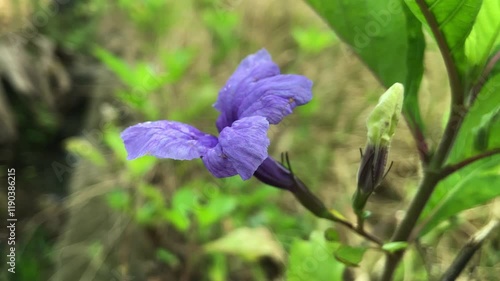 Vibrant purple iris flowers bloom wildly in a natural yard setting, their delicate petals glistening in the sunlight. A lush, untamed backdrop emphasizes their organic beauty.