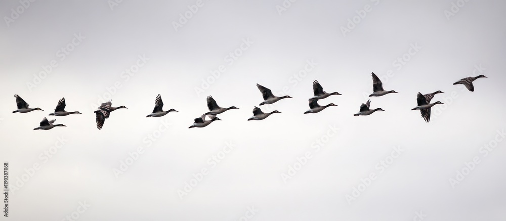 Flock of geese flying in formation against a clear sky. Flock of geese flying in formation against a clear sky.